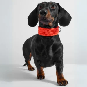 Mäyräkoira, jolla oranssi panta